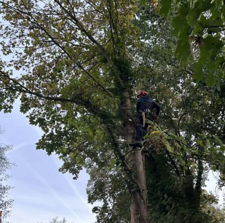Entreprise d'élagage à Chantilly , Arras, Blanquart Paysage