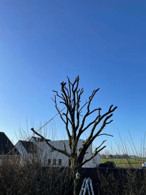 Élagage à Arras, Arras, Blanquart Paysage