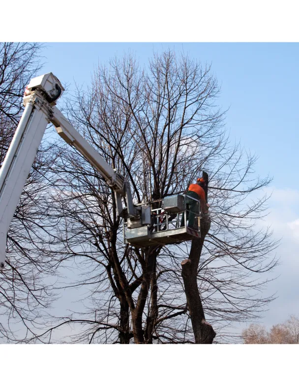 Élagage professionnel à Arras : sécurisez vos arbres avec Blanquart Paysage, Arras, Blanquart Paysage