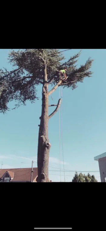 Abattage d'un arbre dangereux proche d'habitations avec un élagueur à Amiens