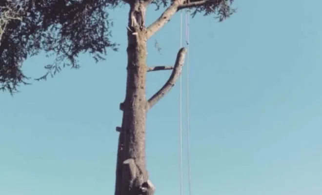 Élagage à Amiens : Offrez une nouvelle vie à vos arbres, Arras, Blanquart Paysage